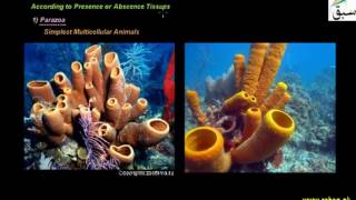 Criteria for Animal Classification