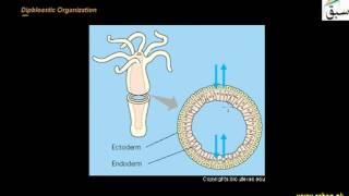 Advance Phylum Coelenterata
