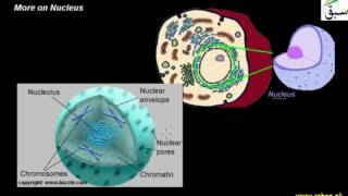 More on Nucleus