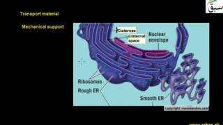 More on Endoplasmic Reticulum (ER)