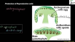 Protection of Reproductive Cells