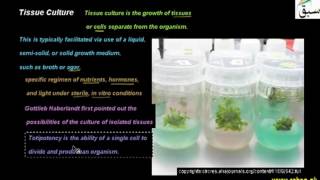 Tissue Culture