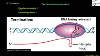More on Transcription