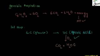 Aerobic and Anaerobic Respiration