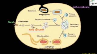 Lysosomes