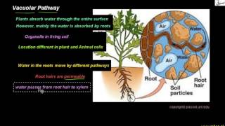 Vacuolar Pathway