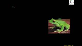 Mustard Plant Frog