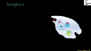 Endocytosis and Exocytosis