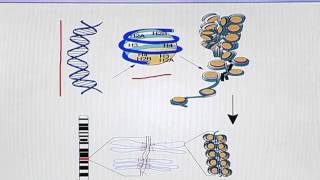 BIO302_Topic035