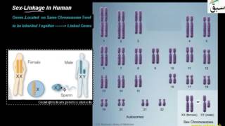 Sex-Linkage in Human