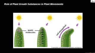 Role of Plant Growth Substance in Plant Movement