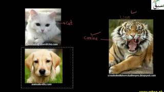 Carnivores, Herbivores, Omnivores