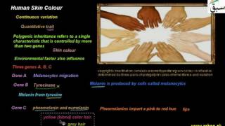 Human Skin Colour