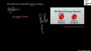 Rh Blood Group System