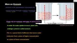 More on Osmosis