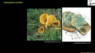 More on Heterotrophic Nutrition, Parasitic and Saprophytic Nutrition