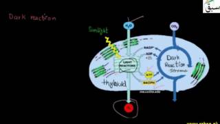 Mechanism of Photosynthesis