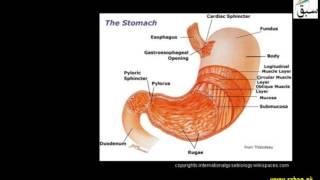 More on Alimentry Canal Structure