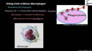 Killing Cells of Blood, Macrophages