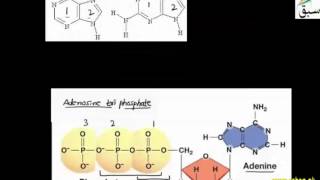 Mononucleotide
