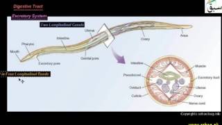 More on Phylum Nematoda