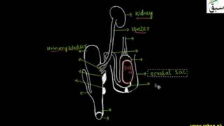 Male Reproductive System, (Rabbit)