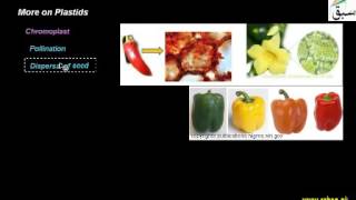 More on Plastids