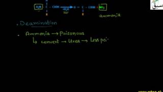 Urea Formation, Kidney Filteration
