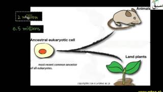 Phyletic lineage of Classification