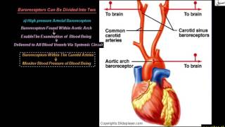 Baroreceptors
