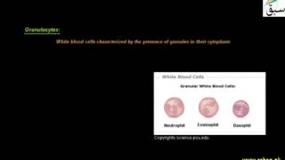 White Blood Cells