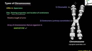 Types of Chromosomes
