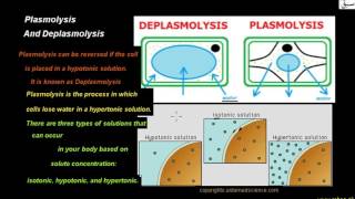 Plasmolysis And Deplasmolysis