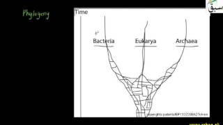 Phylogeny of Prokaryotes