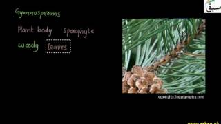 Seed bearing Vascular Plants