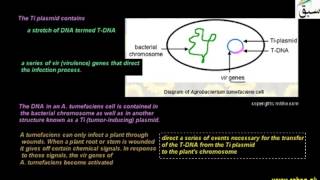 Agrobacterium Mediated Transformation