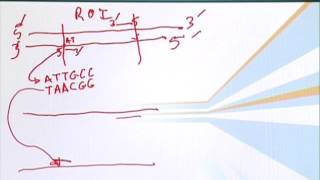 BIO201_Topic071