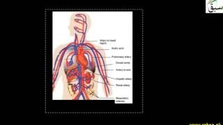 Arterial System