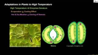 Adaptations in Plants to High Temperature