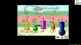 Electron Transport Chain