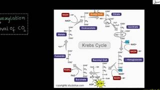 Oxidation of Pyruvic Acid and  Krebs Cycle