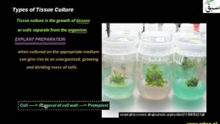 Types of Tissue Culture