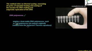 The Polymerase Chain Reaction