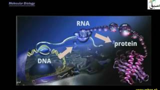 Comparative Embryology and Molecular Biology