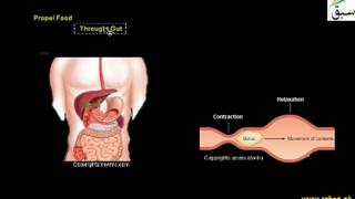 Muscular System
