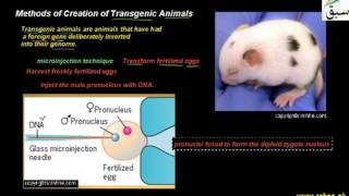 Methods of Creation of Transgenic Animals
