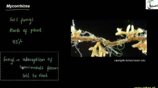 Mycorrhizae