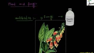 Synthetic Drugs, Drugs from Plants and Fungi
