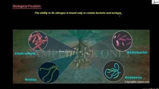 The Nitrogen Cycle
