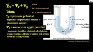 More on Water Potential